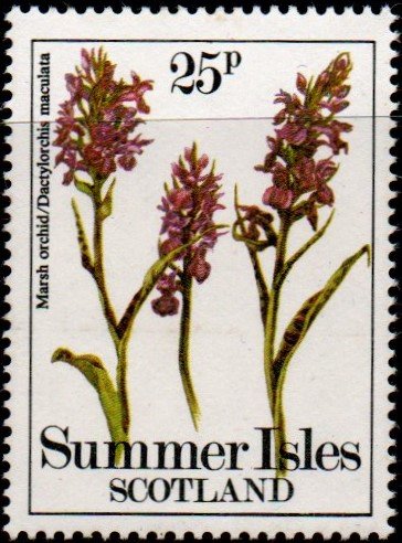 Plants, Marsh Orchid