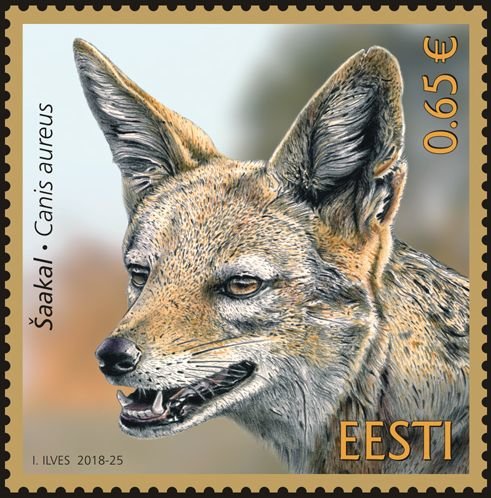 Golden Jackal