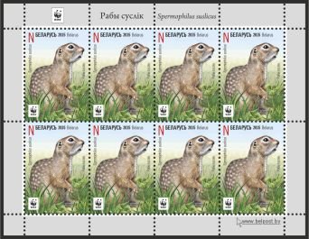 Speckled Ground Squirrel (Spermophilus suslicus)
