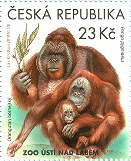 Bornean orangutans