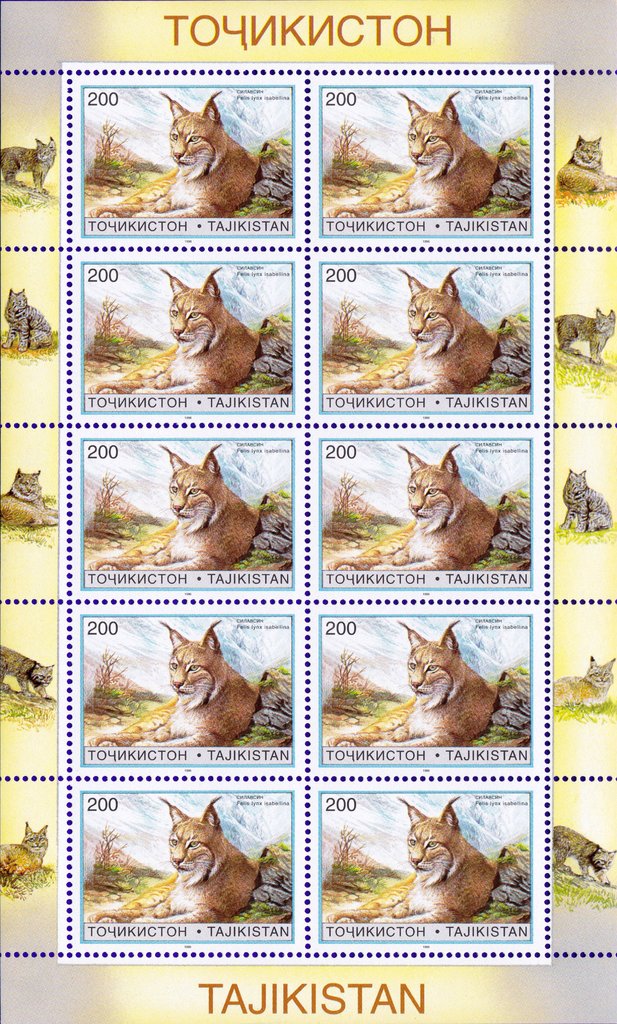 Mongolian Lynx (Lynx lynx isabellina)