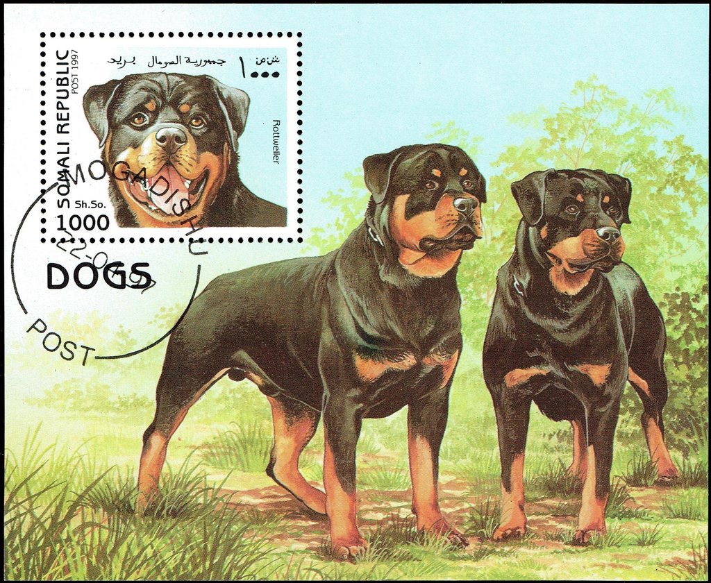 Rottweiler