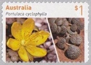 Portulaca cyclophylla