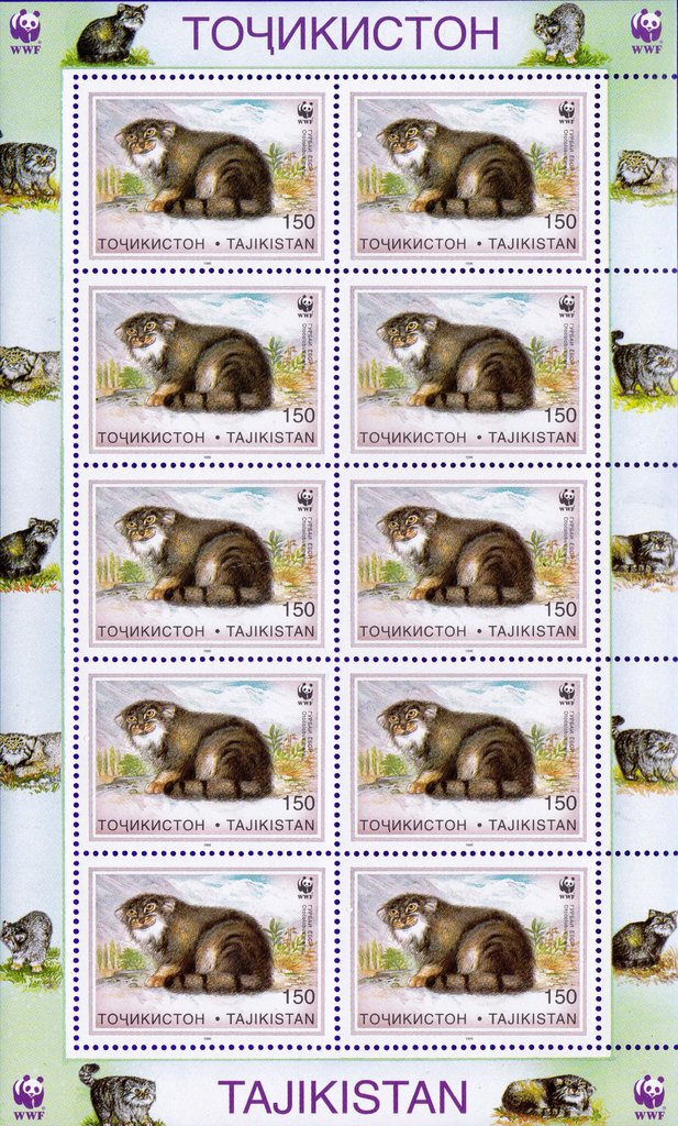 Pallas's Cat (Otocolobus manul)