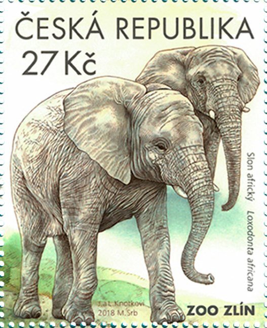 African elephants