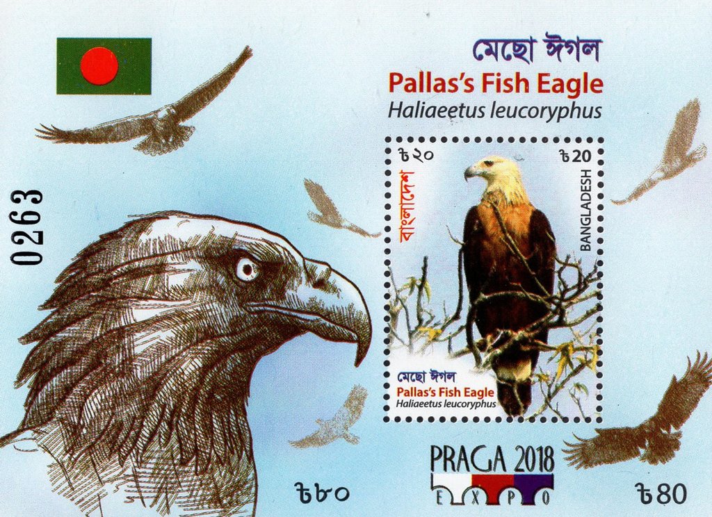 Pallas' Fish Eagle