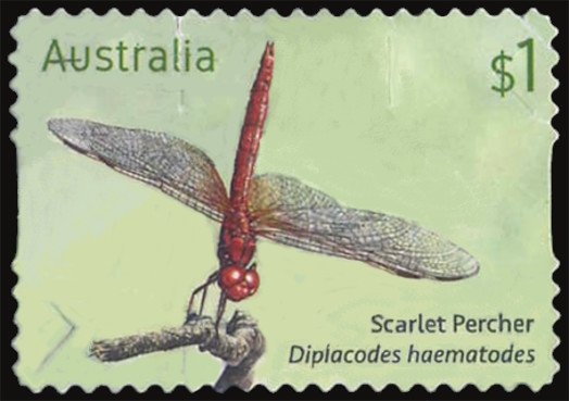 Scarlet Percher (Diplacodes haematodes)