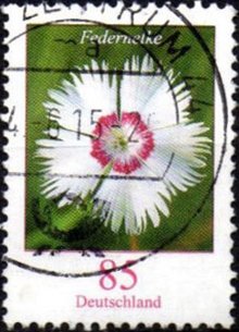 Dianthus plumarius-Common Pink