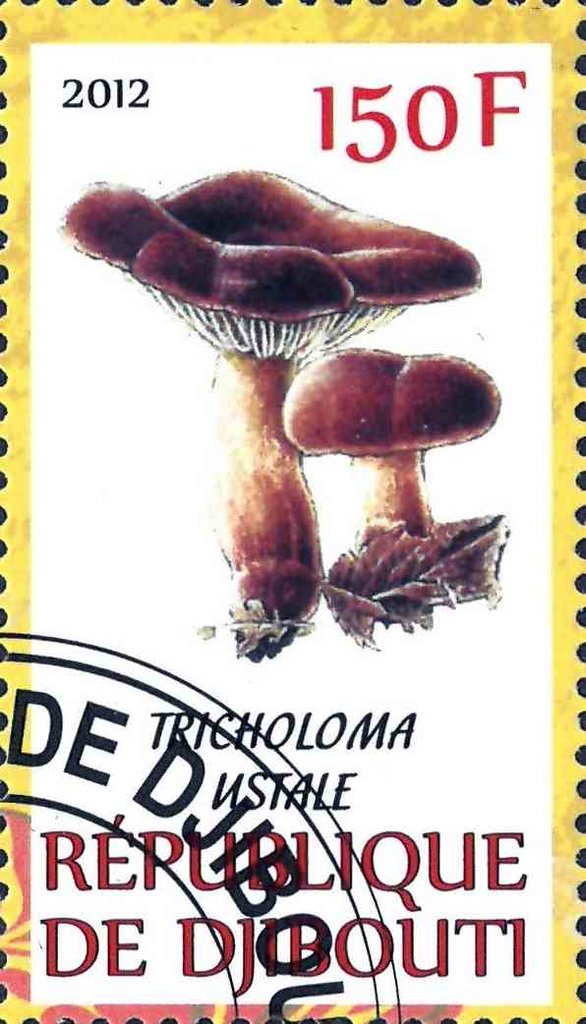 Tricholoma Ustale