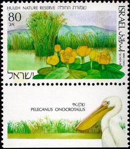 Stamp, Huleh Nature Reserve; on Tab: Great White Pelican (Pelecanus, Israel,  , Landscapes, Flowers, Parks, Pelicans