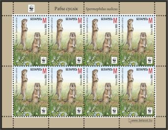 Speckled Ground Squirrel (Spermophilus suslicus)