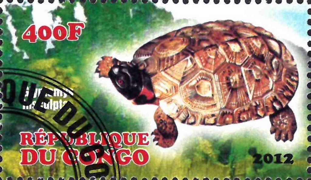 Turtle