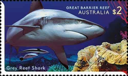 Grey Reef Shark