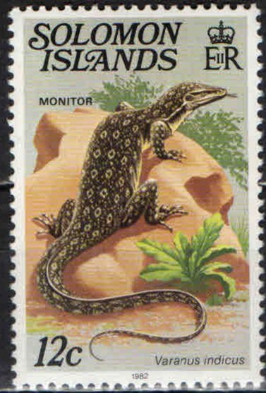 Mangrove Monitor (Varanus indicus)