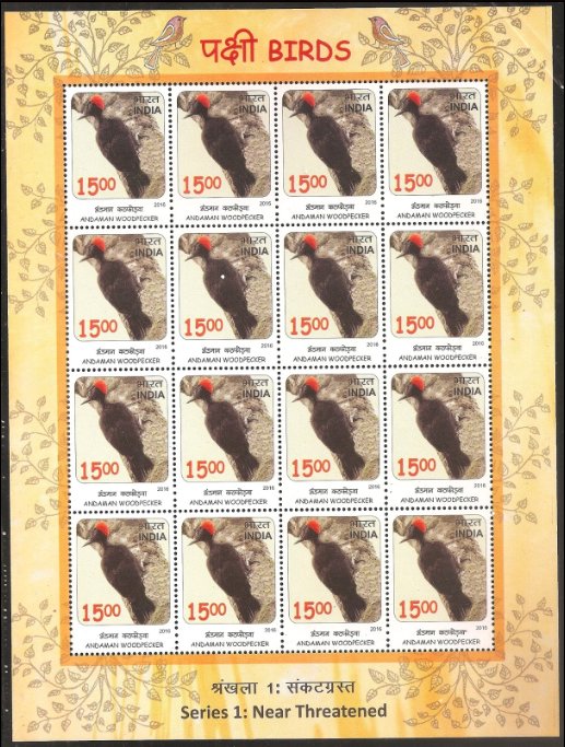 Andaman Woodpecker