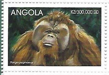 Pongo pygmaeus