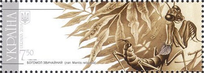 European mantis (Mantis religiosa)