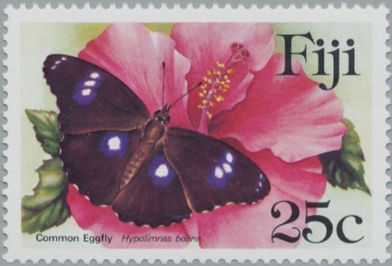 Great Eggfly (Hypolimnas bolina)