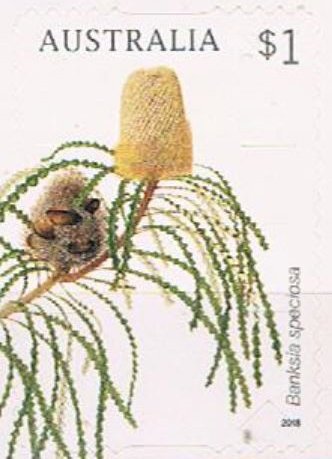 Banksia speciosa
