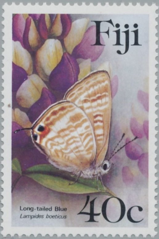 Long-tailed Blue (Lampides boeticus)
