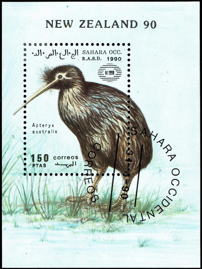 Common Kiwi (Apteryx australis)