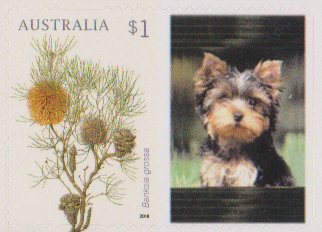 Banksia grossa with Personalizable Label