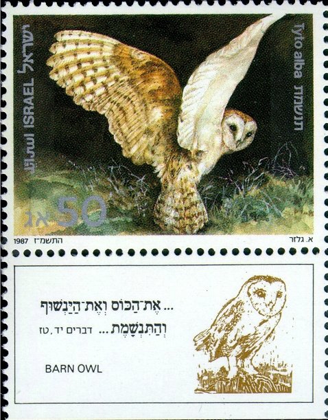 Common Barn Owl (Tyto alba)
