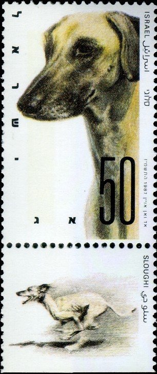 Sloughi (Canis lupus familiaris)