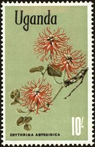 Stamp, Red-hot-poker tree (Erythrina abyssinica), Uganda,  , Flowers, Plants (Flora)