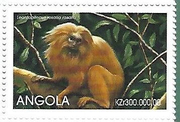 Leontopithecus rosalia rosalia