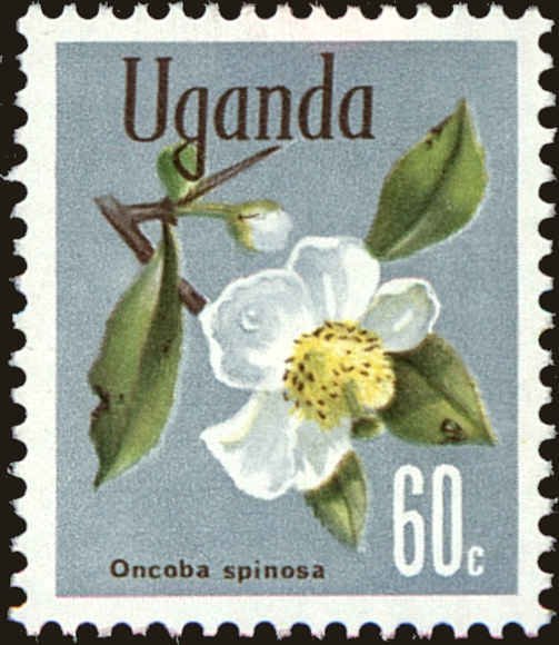 Snuff-box tree (Oncoba spinosa)