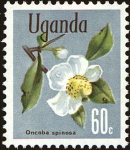 Stamp, Snuff-box tree (Oncoba spinosa), Uganda,  , Flowers, Plants (Flora)