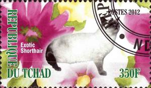 Stamp, Exotic Shorthair, Cinderellas,  , Animals (Fauna), Cats