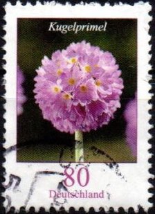 Primula denticulata-Drumstick Primrose