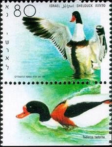 Stamp, Shelduck (Tadorna tadorna), Israel,  , Birds, Ducks, Animals (Fauna)