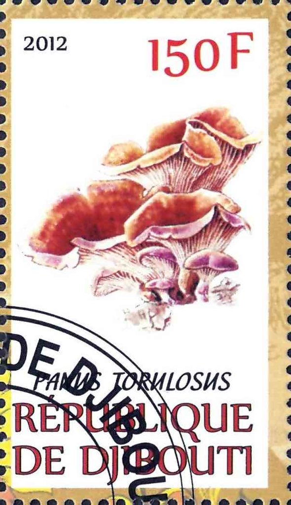 Panus Torulosus