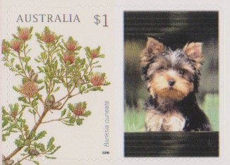 Banksia cuneata with Personalizable Label