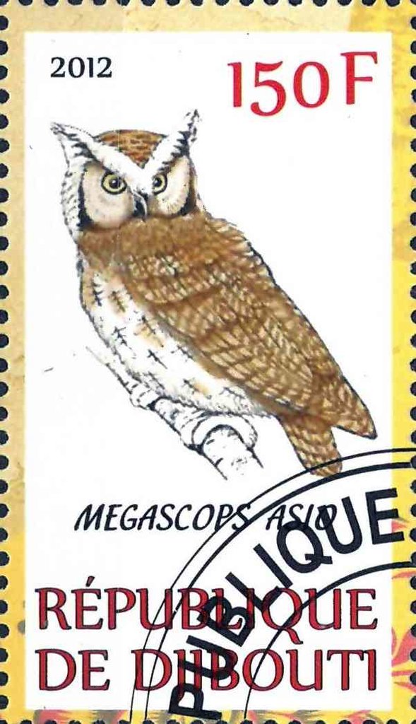 Megascops Asio