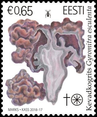 Mushrooms : False Morel