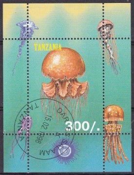 Marine Jellyfish