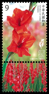 Gladiolus