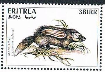 Maned Rat (Lophiomys imhausi)