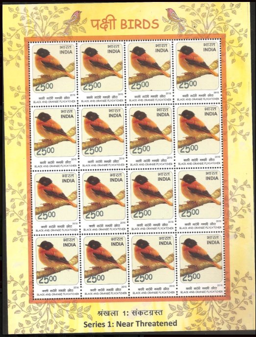 Black and Orange Flycatcher