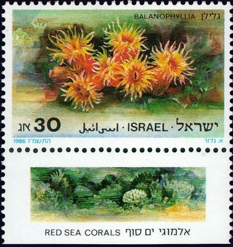 Stony Coral (Balanophyllia)