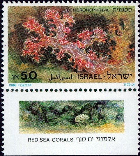 Carnation Coral (Dendronephthya)