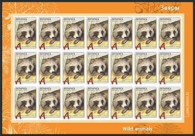Raccoon Dog (Nyctereutes procyonoides)