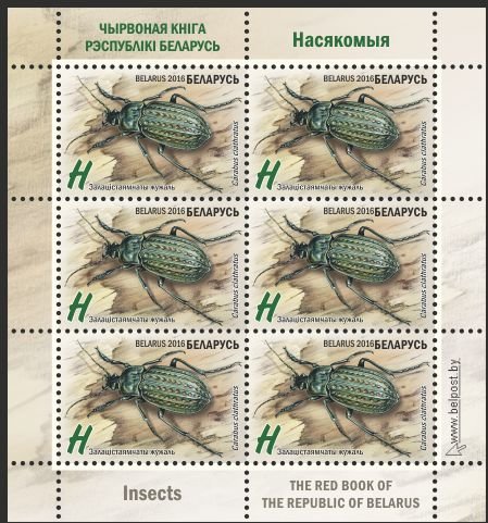 Ground Beetle (Carabus clathratus)