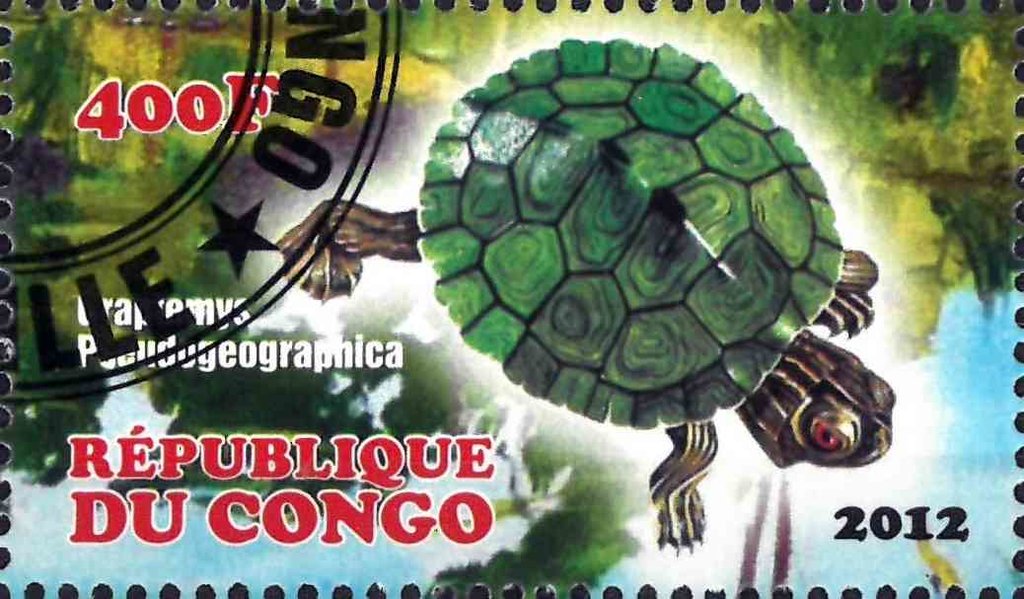 Turtle