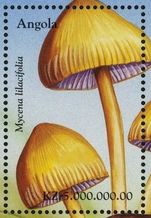 Mycena lilacifolia