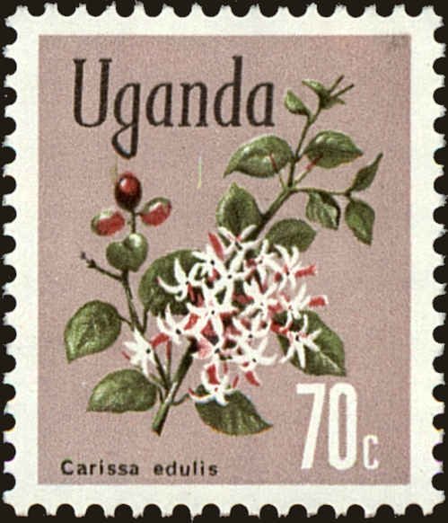 Akamba (Carissa edulis)